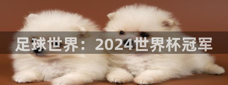 足球世界：2024世界杯冠军