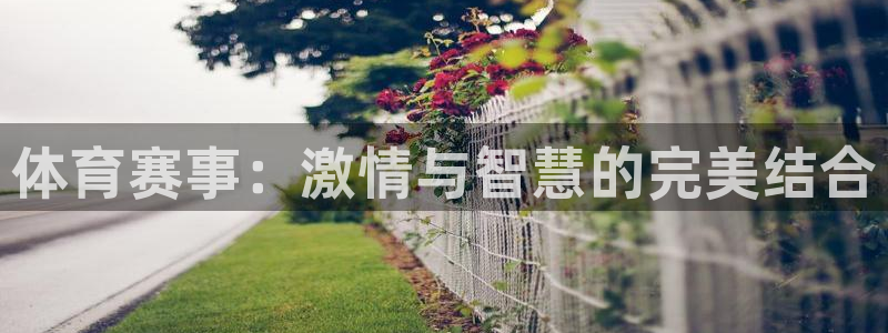 体育赛事：激情与智慧的完美结合